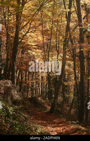 Grevolosa in legno di faggio. Barcellona. La Catalogna. Spagna Foto Stock