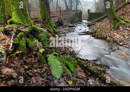 Vecchia Diga distrutta in calcestruzzo. Resti di un vecchio mulino in un bosco di latifoglie nella nebbia. La stagione autunnale. Foto Stock