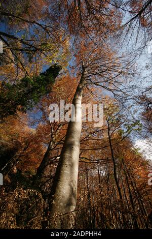 Grevolosa in legno di faggio. Barcellona. La Catalogna. Spagna Foto Stock