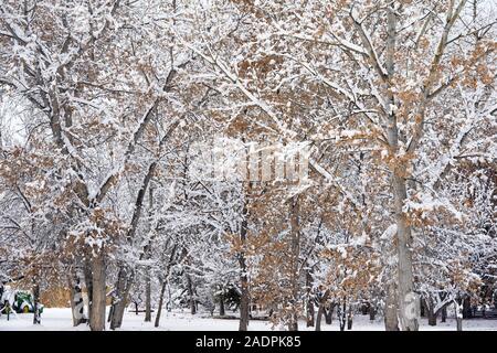 Gli alberi sono coperti di neve durante una tempesta di neve. Foto Stock