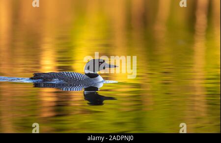 Loon comune di nuoto in Wisconsin settentrionale del lago. Foto Stock