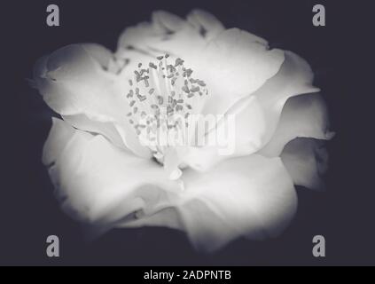 Un bianco Imperatrice Camellia japonica blumi a i Bellingrath Gardens, 17 febbraio 2019, in Theodore, Alabama. Foto Stock