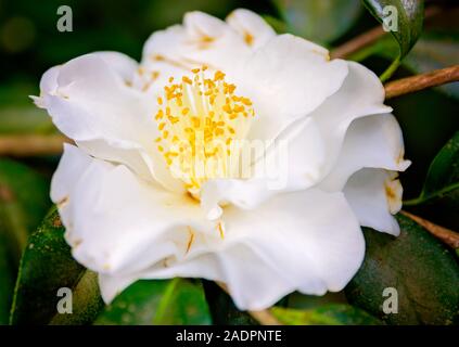 Un bianco Imperatrice Camellia japonica blumi a i Bellingrath Gardens, 17 febbraio 2019, in Theodore, Alabama. Foto Stock