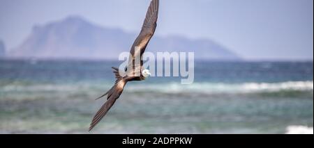 Saint Vincent e Grenadine, magnifica frigatebird battenti Foto Stock