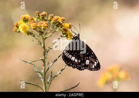 Il corvo comune Butterfly Foto Stock