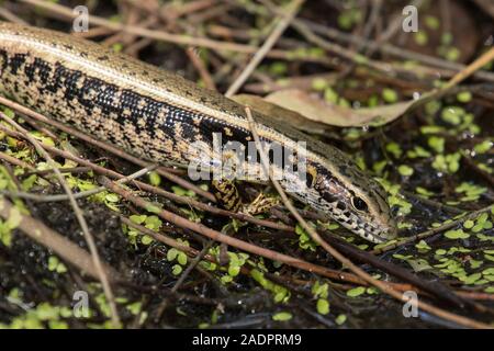 Acqua orientale Skink acqua potabile Foto Stock