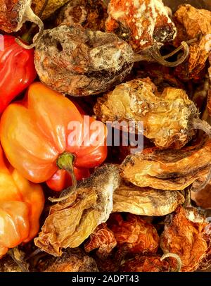 Secca e fresca Scotch Bonnet peperoni still life fotografia di cibo Foto Stock