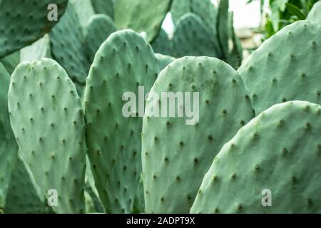 Coda di castoro orrabbit orecchio cactus verde al di fuori Foto Stock