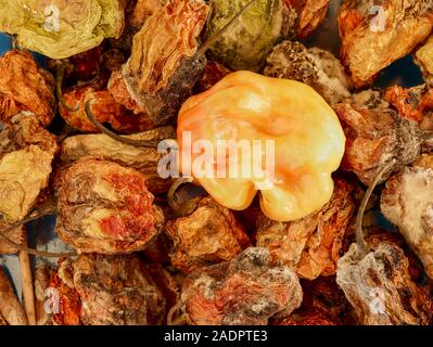 Secca e fresca Scotch Bonnet peperoni still life fotografia di cibo Foto Stock