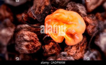 Secca e fresca Scotch Bonnet peperoni still life fotografia di cibo Foto Stock