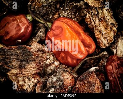 Secca e fresca Scotch Bonnet peperoni still life fotografia di cibo Foto Stock