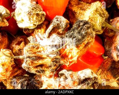 Secca e fresca Scotch Bonnet peperoni still life fotografia di cibo Foto Stock