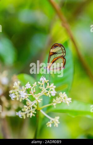 Glasswing butterfly, Greta oto, alimentando il nettare dei fiori utilizzando proboscide, Iguazu Falls National Park, Misiones, Argentina, Sud America. Foto Stock