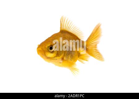 Pesce d'oro o goldfish nuoto isolati su sfondo bianco. Foto Stock