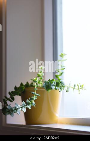 Crassula perforata - Stringa di pulsanti - in una pentola su un davanzale. Foto Stock