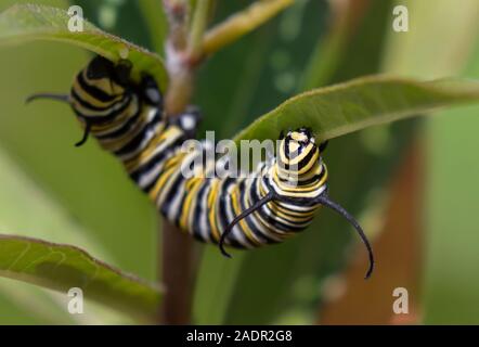 La Monarch (Danaus plexippus) caterpillar alimentazione su milkweed plant, Galveston, Texas, Stati Uniti d'America Foto Stock
