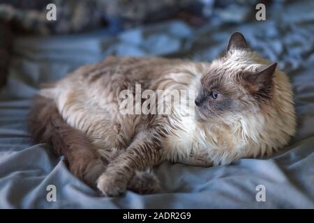 Femmina dai capelli lunghi Ragdoll Seal Point Gatto sdraiato su un letto in una casa Foto Stock