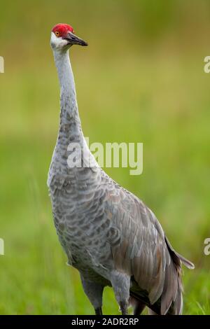 Un lone Sandhill gru guardando dritto verso la fotocamera. Foto Stock