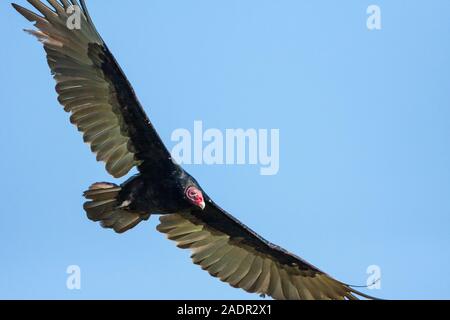 Un primo piano di un tacchino grande avvoltoio soaring sopra in un cielo blu. Foto Stock