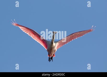 Roseate spatola (Platalea ajaja) volare nel cielo blu, Galveston, Texas, Stati Uniti d'America. Foto Stock