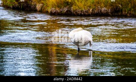 Swan appollaiato su un sandbank a monte delle cascate del fiume Firehole nel Parco Nazionale di Yellowstone, Wyoming USA Foto Stock