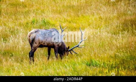 Un maschio di alci pascolare nei prati lungo il fiume di Madison nel Parco Nazionale di Yellowstone, Wyoming dagli Stati Uniti Foto Stock