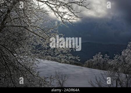 Alberi ricoperti di ghiaccio su una collina del Vermont dopo una tempesta di neve Foto Stock