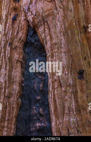 Sequoia gigante, Sequoiadendron giganteum, lungo la Foresta gigante sentieri nel General Sherman area della struttura ad albero di Sequoia National Park, California, Stati Uniti d'America Foto Stock