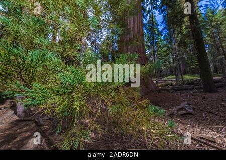 Sequoia gigante, Sequoiadendron giganteum, aghi su alberi giovani in Sherman area della struttura ad albero di Sequoia National Park, California, Stati Uniti d'America Foto Stock