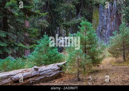 Sequoia gigante, Sequoiadendron giganteum, aghi su alberi giovani in Sherman area della struttura ad albero di Sequoia National Park, California, Stati Uniti d'America Foto Stock