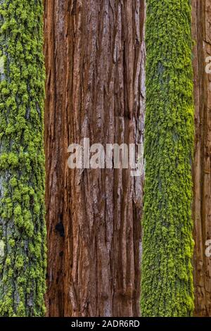 Sequoia gigante, Sequoiadendron giganteum, alberi con altri alberi coperti di Wolf Lichen, Letharia vulpina, in Sequoia National Park, California, Stati Uniti d'America Foto Stock