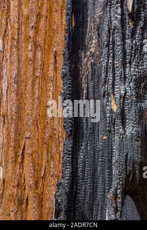 La prova del fuoco sulla Sequoia gigante, Sequoiadendron gigantea, in Sherman area della struttura ad albero di Sequoia National Park, California, Stati Uniti d'America Foto Stock