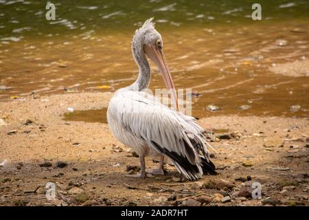 Pellicani sono un genere di grandi uccelli acquatici che compongono la famiglia Pelecanidae. Foto Stock