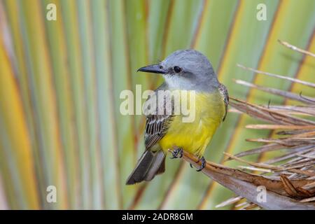 Tropical Kingbird (Tyrannus melancholicus) arroccato su Palm tree, close-up Foto Stock