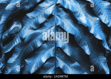 Vista ravvicinata della foglia tropicale sfondo texture virati al colore dell'anno 2020. Foto Stock