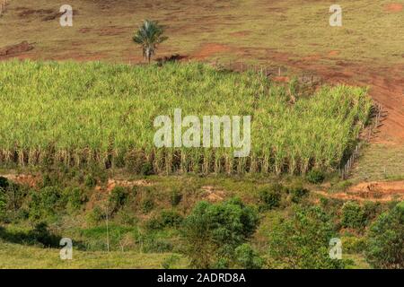 La canna da zucchero piantagione in Chapada Diamantina, Bahia, Brasile Foto Stock