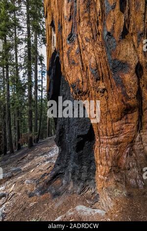 Bruciò Sequoia gigante, Sequoiadendron giganteum, in Sherman area della struttura ad albero di Sequoia National Park, California, Stati Uniti d'America Foto Stock