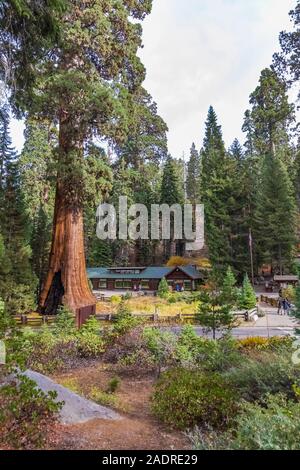 Sentinel Tree e Giant Forest Museum con un enorme Sequoia gigante, Sequoiadendron giganteum, in Sequoia National Park, California, Stati Uniti d'America [Nessun modello di rilascio Foto Stock