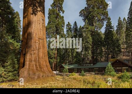 Sentinel Tree e Giant Forest Museum con un enorme Sequoia gigante, Sequoiadendron giganteum, in Sequoia National Park, California, Stati Uniti d'America [Nessun modello di rilascio Foto Stock