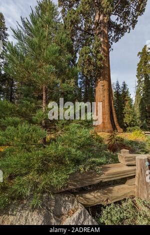 Sentinel Tree, una sequoia gigante, Sequoiadendron giganteum, al di fuori della Foresta Gigante Museum di Sequoia National Park, California, Stati Uniti d'America Foto Stock