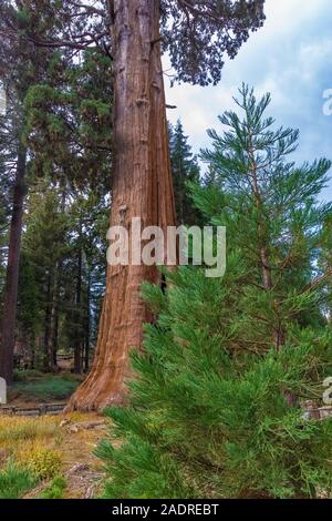 Sentinel Tree, una sequoia gigante, Sequoiadendron giganteum, al di fuori della Foresta Gigante Museum di Sequoia National Park, California, Stati Uniti d'America Foto Stock