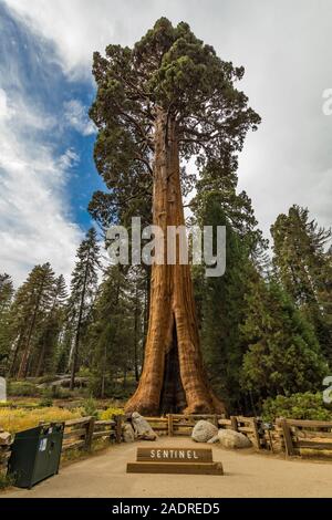 Sentinel Tree, una sequoia gigante, Sequoiadendron giganteum, al di fuori della Foresta Gigante Museum di Sequoia National Park, California, Stati Uniti d'America Foto Stock