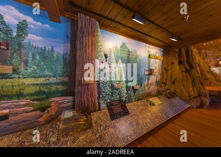 Giant Forest Museum espone circa gli incendi e di ecologia forestale nel Parco Nazionale di Sequoia, CALIFORNIA, STATI UNITI D'AMERICA Foto Stock