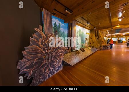Giant Forest Museum espone circa gli incendi e di ecologia forestale nel Parco Nazionale di Sequoia, California, Stati Uniti d'America [Nessun modello di rilascio; disponibile per editoriale licen Foto Stock