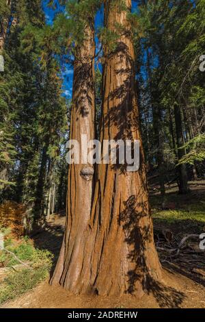 Sequoia gigante, Sequoiadendron giganteum, al Giant Forest Museum di Sequoia National Park, California, Stati Uniti d'America Foto Stock