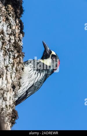 Acorn Picchio, Melanerpes formicivorus, femmina su Blue Oak, Quercus douglasii, in Potishwa Campeggio ai piedi delle colline di Sequoia National Park, CA Foto Stock