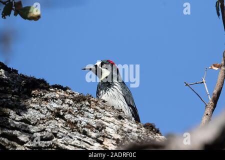 Acorn Picchio, Melanerpes formicivorus, femmina su Blue Oak, Quercus douglasii, in Potishwa Campeggio ai piedi delle colline di Sequoia National Park, CA Foto Stock