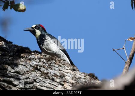 Acorn Picchio, Melanerpes formicivorus, femmina su Blue Oak, Quercus douglasii, in Potishwa Campeggio ai piedi delle colline di Sequoia National Park, CA Foto Stock