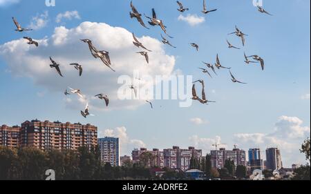 Uno stormo di uccelli vola sopra la piccola città Foto Stock