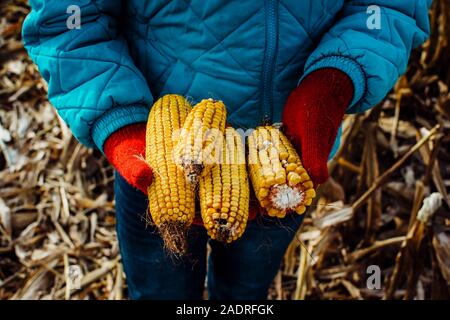 Asciugato le pannocchie detenute in rosso Mittened mani in Michigan Foto Stock